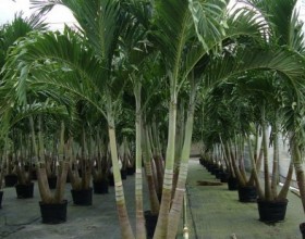 Predám Vianočné palmy - Adonidia merrilii , 20 cm vysoké