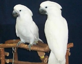 Umbrella kakadu papagáje na predaj