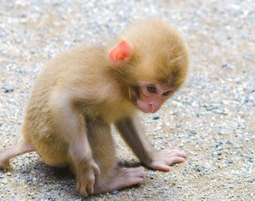 Rozkošná kapucínska opica na adopciu